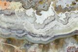 Polished Crazy Lace Agate Section - Mexico #141199-1